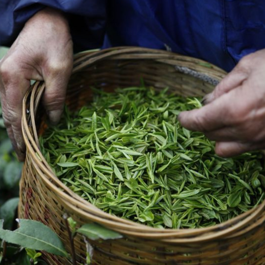 Does Matcha Expire? How to Keep It Fresh