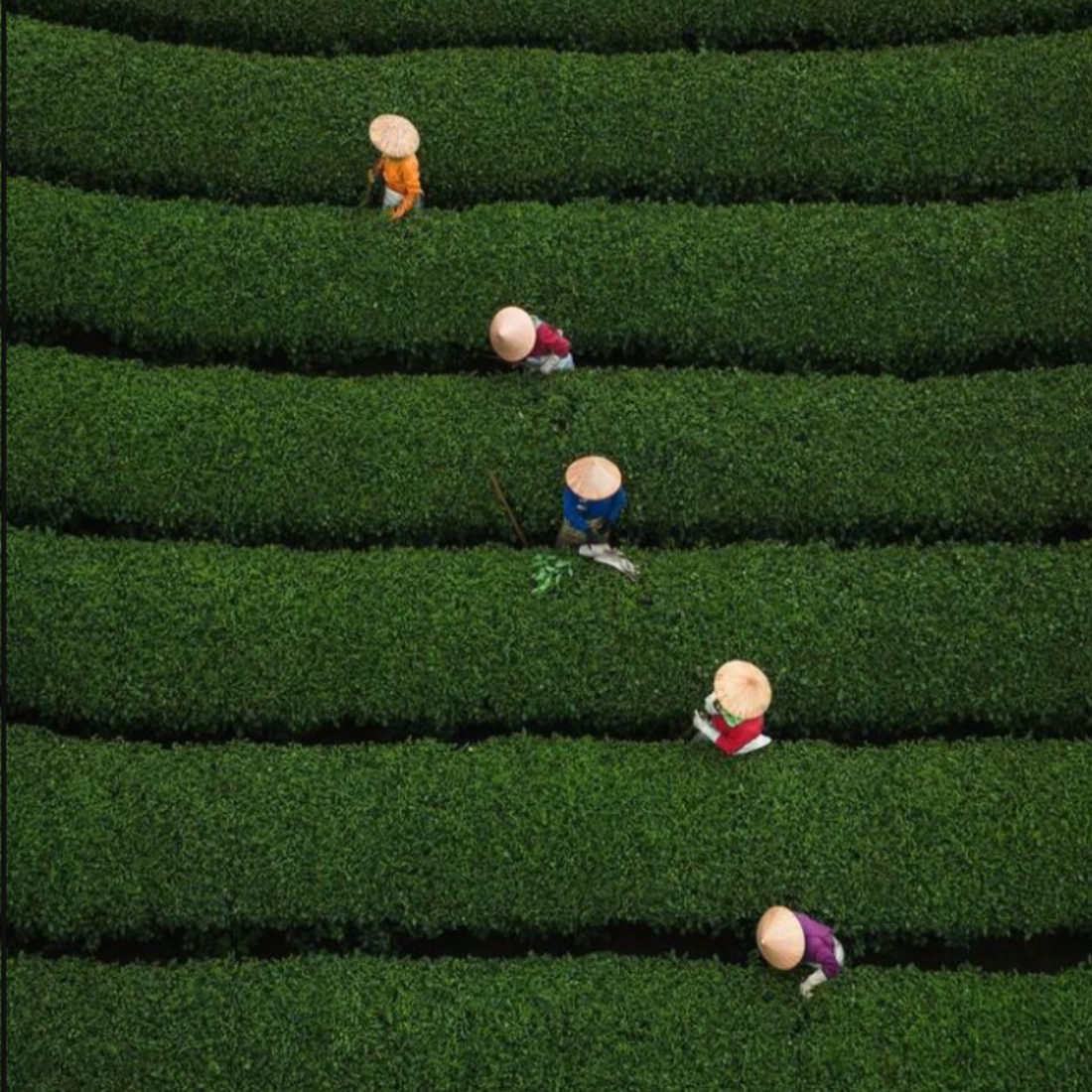 How Matcha Powder Is Made: From Japanese Tea Gardens to Your Cup