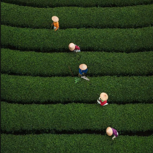 How Matcha Powder Is Made: From Japanese Tea Gardens to Your Cup