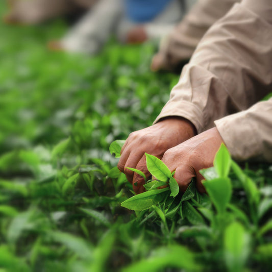 What Is a Matcha Cultivar? A Simple Guide to What’s in Your Cup